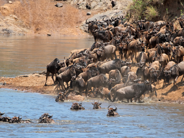 8 DAYS EXPERIENCE GREAT MIGRATION IN SERENGETI
