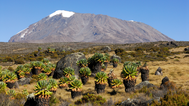 7 DAYS MACHAME ROUTE