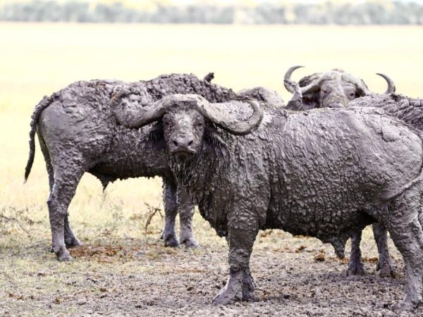4 DAYS SPECTACULAR SAFARI