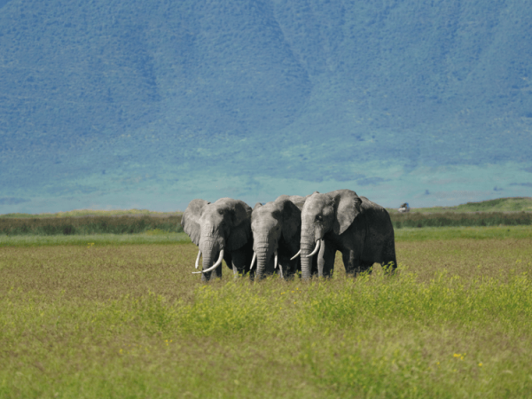 5 DAYS TANZANIA SAFARI